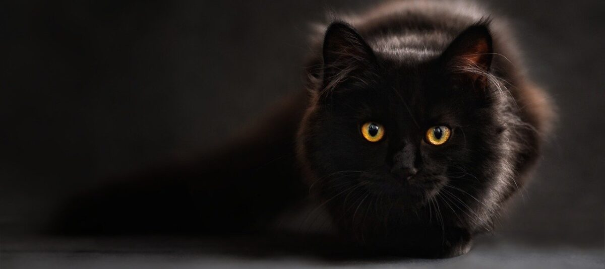 Katzenfutter selber machen